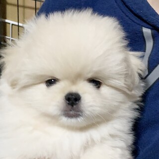 ホワイトペキニーズミックス