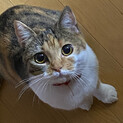 急募です
