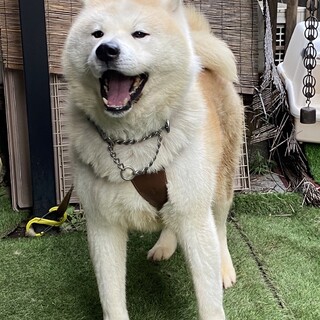あどけないお顔の秋田犬「奏-そう」