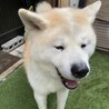 あどけないお顔の秋田犬「奏-そう」 サムネイル2