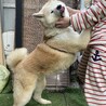 あどけないお顔の秋田犬「奏-そう」 サムネイル3