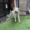 あどけないお顔の秋田犬「奏-そう」 サムネイル4
