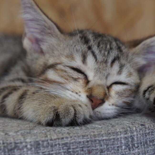 幸せのこだまのカバー写真