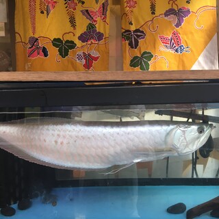 シルバーアロワナのよしおくん