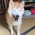 病気で飼うことが出来なくなってしまいました