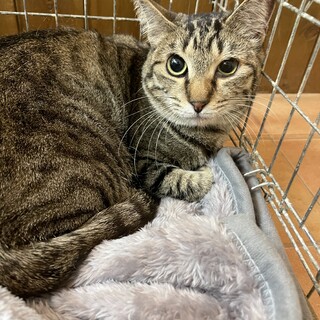 おめめくりくり美人さん、そよちゃん甘々