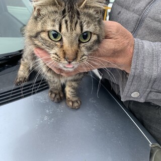 野良猫です