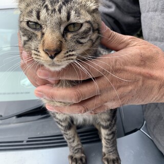 野良猫の子猫です