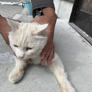 野良猫です