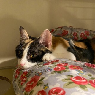 三毛猫みくちゃん♀️