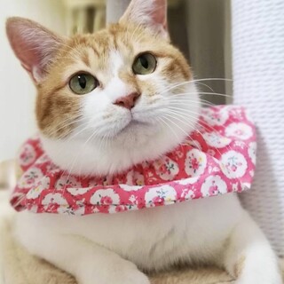 お膝が大好きなチコちゃん