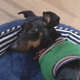 繫殖場よりレスキュー　ミニピン　♀　推定2歳