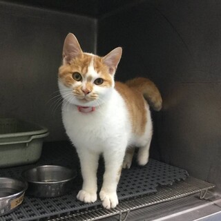 【募集一時停止】茶白の男の子ズッキーちゃん8ヶ月