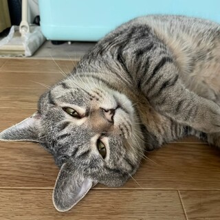 貫禄たっぷり甘えん坊のシノ君♂️