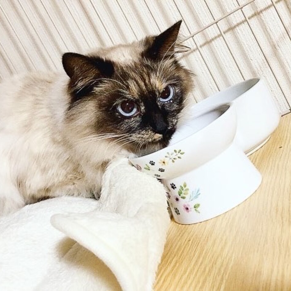 アリッサムのカバー写真