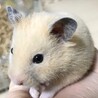 ハムスター大好きです