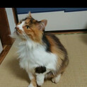 ふわふわ三毛猫