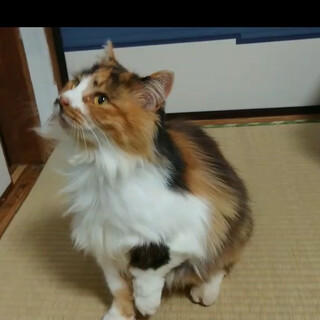 ふわふわ三毛猫