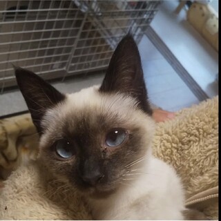 可愛いシャムネコ　ミヤちゃん