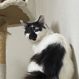 お顔にうさぎ模様がある♡キュートな子!!