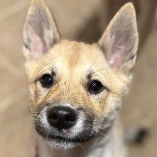 推定4ヶ月♀天ちゃん