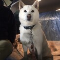 白柴の里親募集