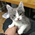 子猫の里親募集　女の子　推定1ヶ月半　甘えん坊