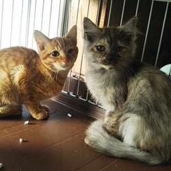 in豊明～保護猫の臨時譲渡会2022年2月11日～ちーむ にゃいんず