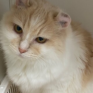 少しシャイですがとっても穏やかな女の子です。