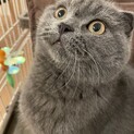 イケメンのスコティッシュ