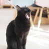 の写真