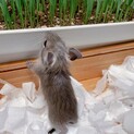 デグー(オス)里親募集