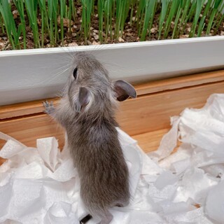 デグー(オス)里親募集