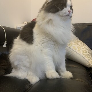 スコとラグのMIX、長毛、折れ耳、巨大、3歳