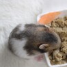 1.15生　ゴールデンハムスター　里親募集 サムネイル3