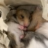 1.15生　ゴールデンハムスター　里親募集 サムネイル4
