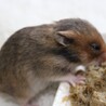 1.15生　ゴールデンハムスター　里親募集 サムネイル5