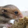 1.15生　ゴールデンハムスター　里親募集 サムネイル6