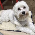 人も子供も動物も大好きなマルプーくん