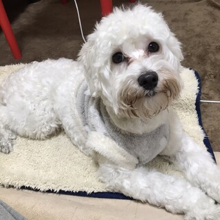 人も子供も動物も大好きなマルプーくん