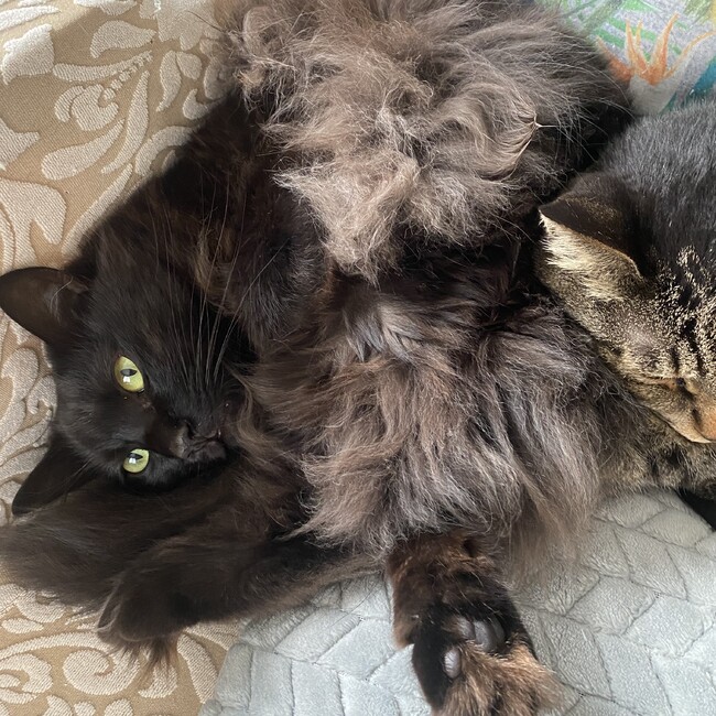 あんず2018のカバー写真