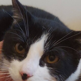 ★鼻とアゴがチャームポイントハチワレ君★