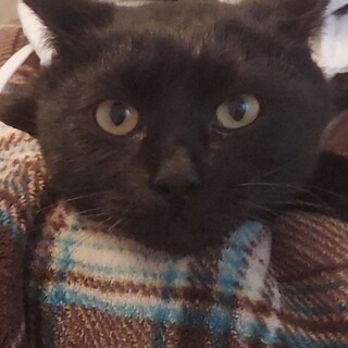 ★甘えん坊黒猫君★