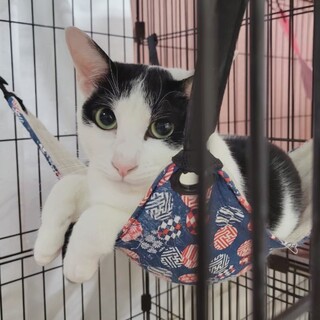 スイーツシリーズ　慎重派　ガトー♂