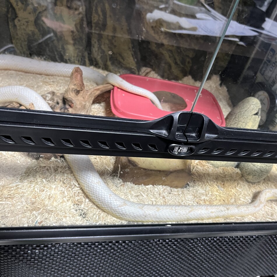 シトちゃんのカバー写真