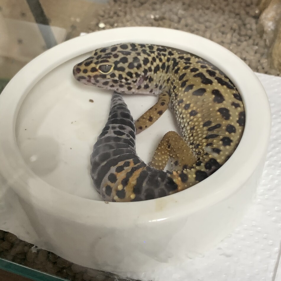 クインちゃんのカバー写真