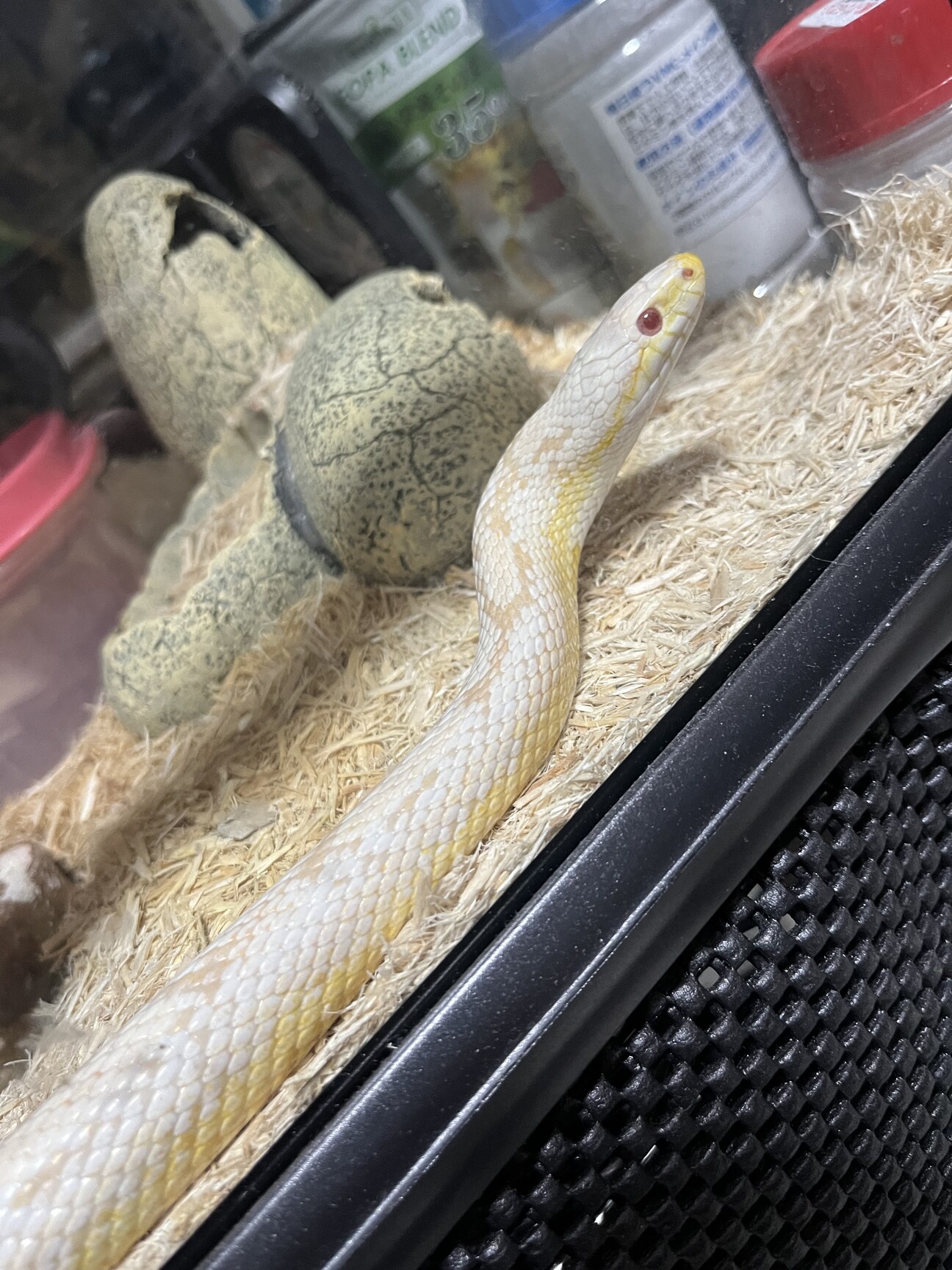 コーンスネーク スノーモ 福岡県 爬虫類 他の里親募集 ペットのおうち 月間利用者150万人 コーンスネーク スノーモ 福岡県 爬虫類 他の里親募集 ペットのおうち 月間利用者150万人