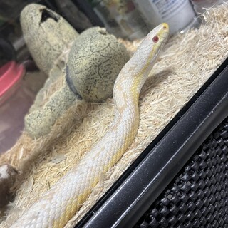 コーンスネーク【スノーモトレー】