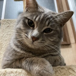 猫の里親会　in 牛久　茨城県