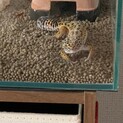 レオパ【ハイイエロー】